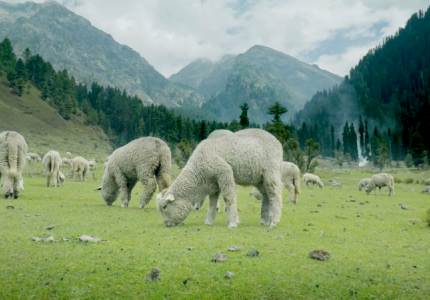 Kashmir Dreams Unfold – A Himalayan Journey from Chandigarh