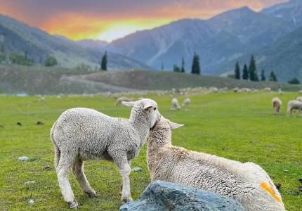 Majestic North India – 9-Day Kashmir & Jammu Tour